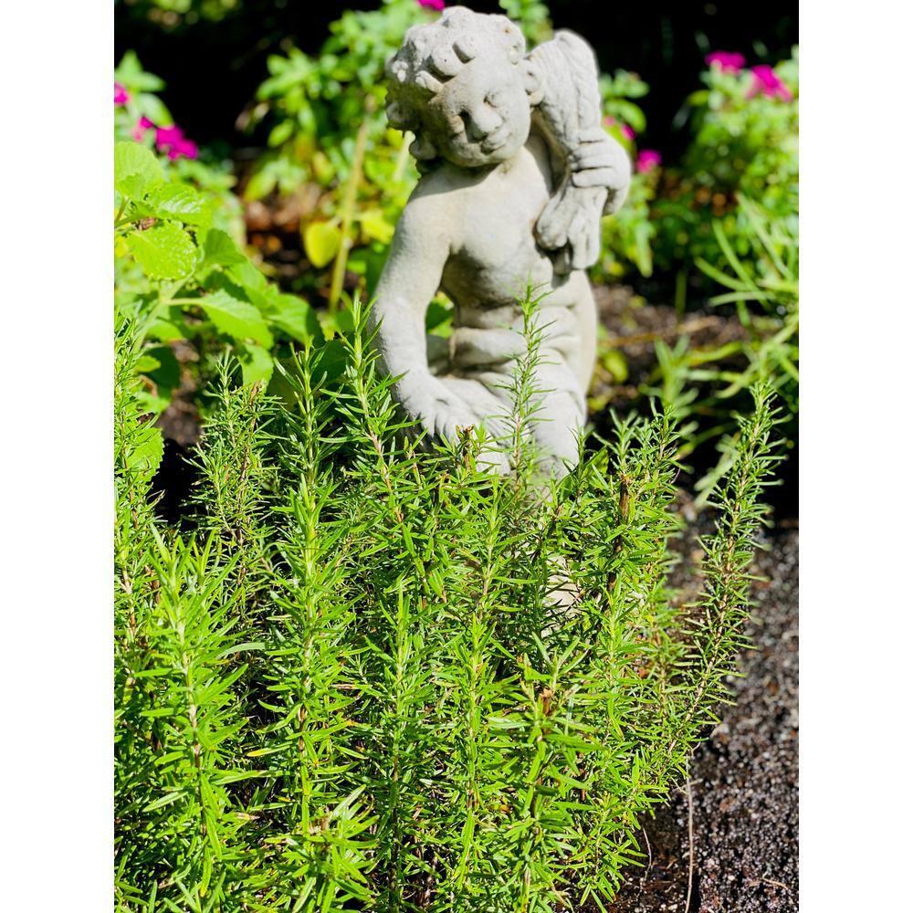 Pure Beauty Farms 1.5 Qt. Herb Plant Tuscan Rosemary in 6 In. Deco Pot (2-Plants) DC6HERBROSE2