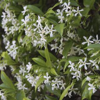 national PLANT NETWORK 2.5 qt. Jasmine Confederate Flowering Shrub with White Flowers HD1104