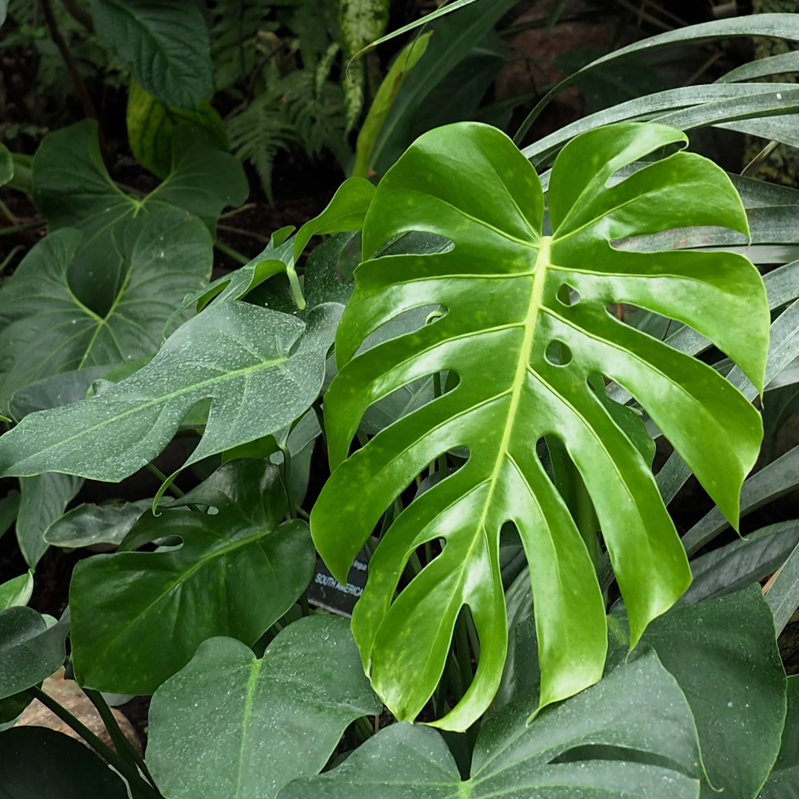 Monstera deliciosa Live Plant - Split-Leaf Philodendron/Swiss Cheese - Wellspring Gardens Starter Plant