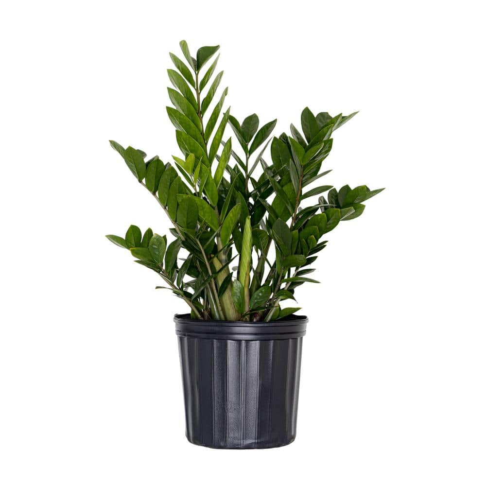 United Nursery Live ZZ Plant Low Maintenance House Plant in 10 in. Grower Pot ZZ10GP