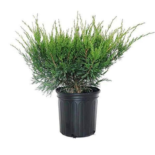 Online Orchards 1 Gal. Sea Green Juniper Shrub Fountain Shaped Foliage that Changes to a Darker Green in Winter CFJP001