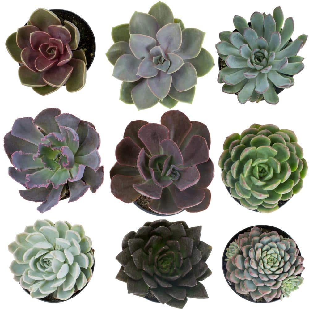 SMART PLANET 3.5 in. Echeveria Collection (9 PK) 0883240