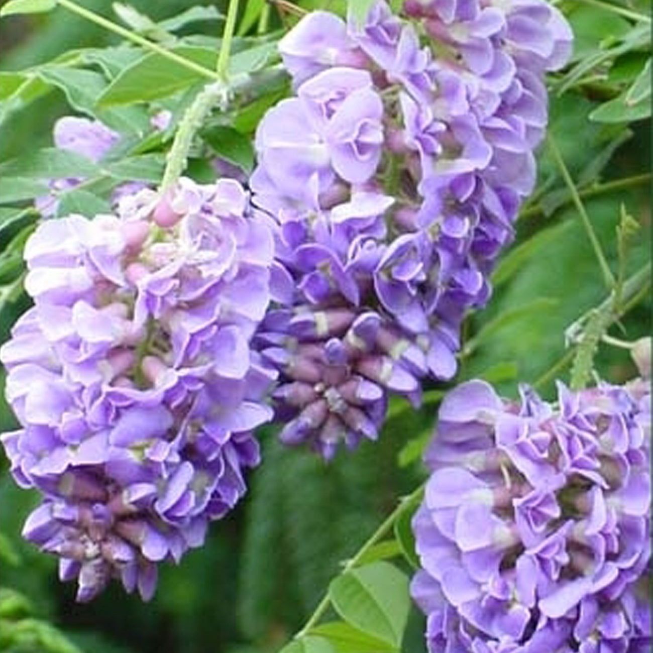 Van Zyverden Wisteria Amethyst Falls 4