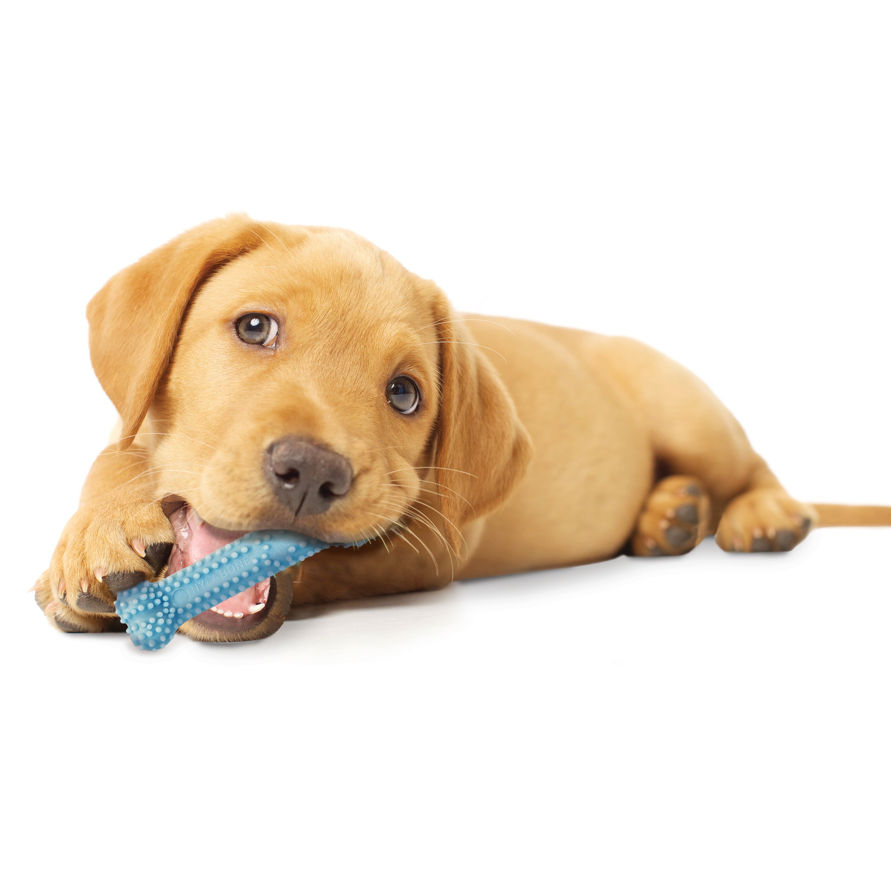 Nylabone Puppy Teething and Soothing Flexible Chew Toy Chicken Blue X-Small/Petite (1 Count)