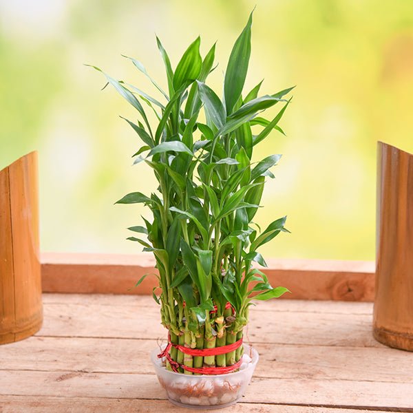 3 Layer Lucky Bamboo Plant in a Bowl with Pebbles