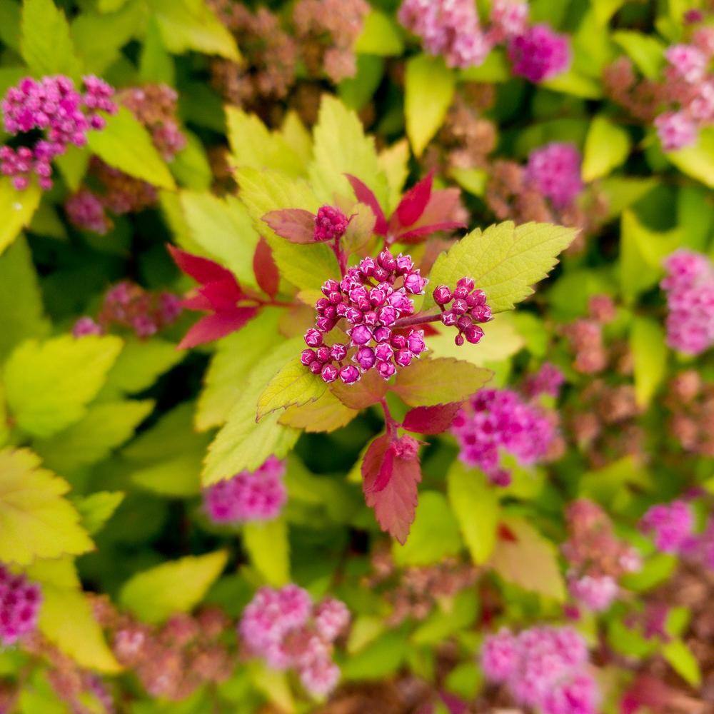 BLOOMIN' EASY Jumbo Pint Rainbow Fizz Spirea (Spiraea) Live Shrub Red Berries to Pretty Pink Flowers DGSP4091