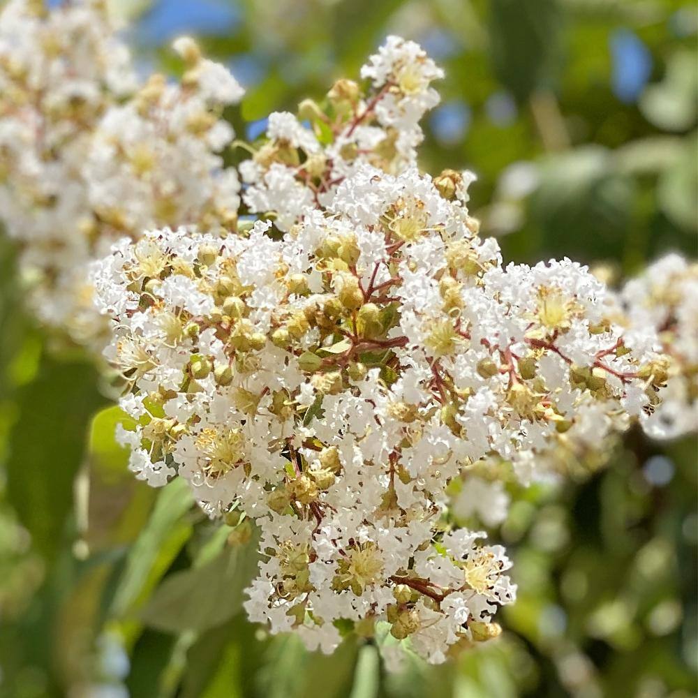 Natchez Crape Myrtle Green Leaf White Flowering Ornamental Tree CRMNAT07G