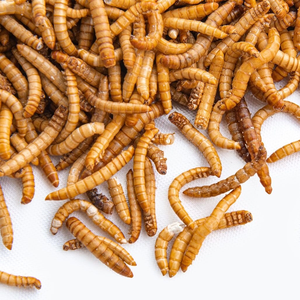 Fluker's Freeze-Dried Mealworm Treats