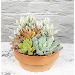 SMART PLANET 5 in. Succulent Garden in Deep Dish Terra Cotta Clay Planter 0872523