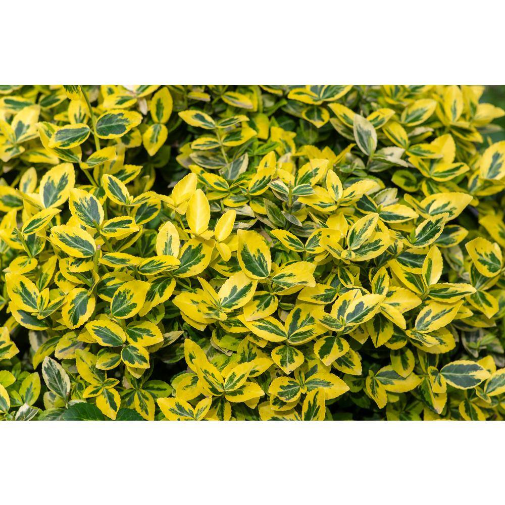 Online Orchards 1 Gal. Goldentipped Wintercreeper Euonymus Shrub Evergreen Emerald Leaves Trimmed with Gold Edges SBEU001