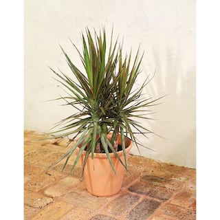 Costa Farms Marginata Bush Indoor Plant in 8.75 in. Grower Pot Avg. Shipping Height 2-3 ft. Tall 10MARG