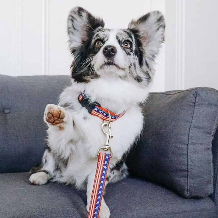 Collar | Stars & Stripes