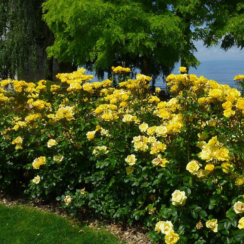 2g Bloomables Rose Gilded Sun Live Shrub