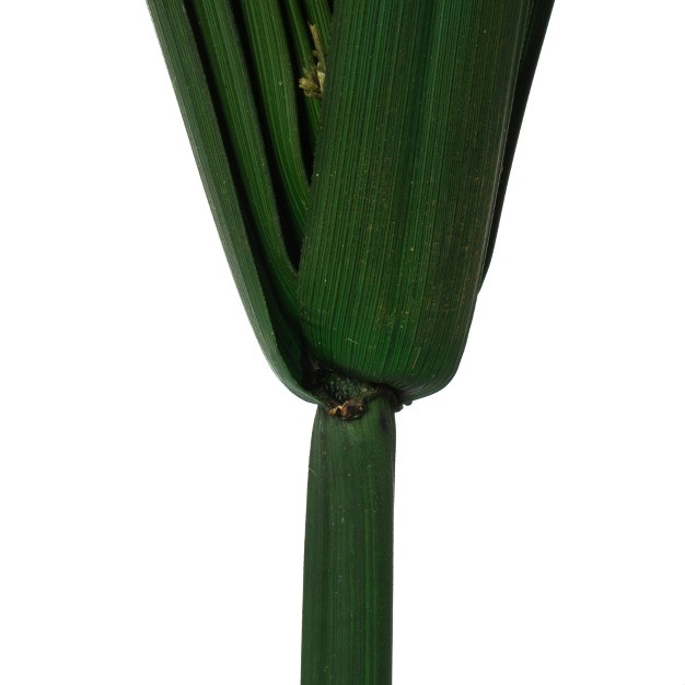 Green Papyrus， Xl 6 Stem Bunch， Preserved