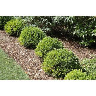 BELL NURSERY 2 Gal. Green Velvet Boxwood (Buxus) Live Evergreen Shrub BUXUS2GRE1PK