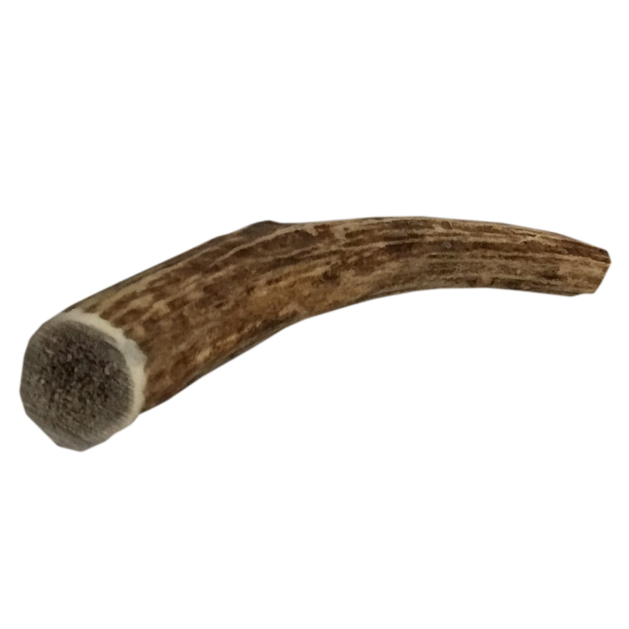 Deluxe Naturals Elk Antler Dog Chew Single Pack， Medium， Whole Antler