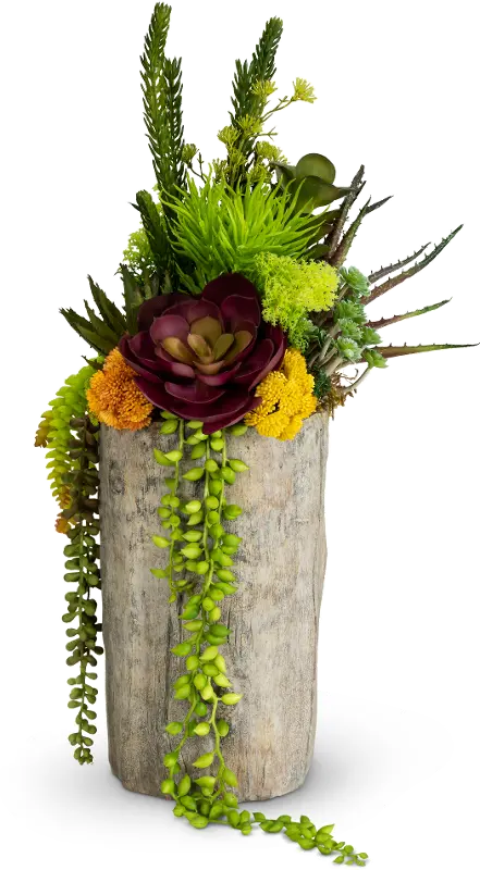 Multi Color Tree Trunk Succulent Arrangement