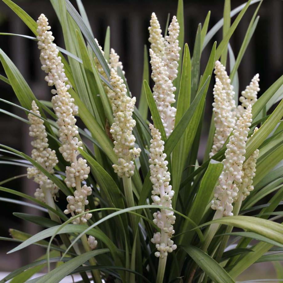 Classy Groundcovers - Liriope muscari 'Monroe White' Liriope muscari 'Monroe's #1' {25 Pots - 3 1/2 inch Square}