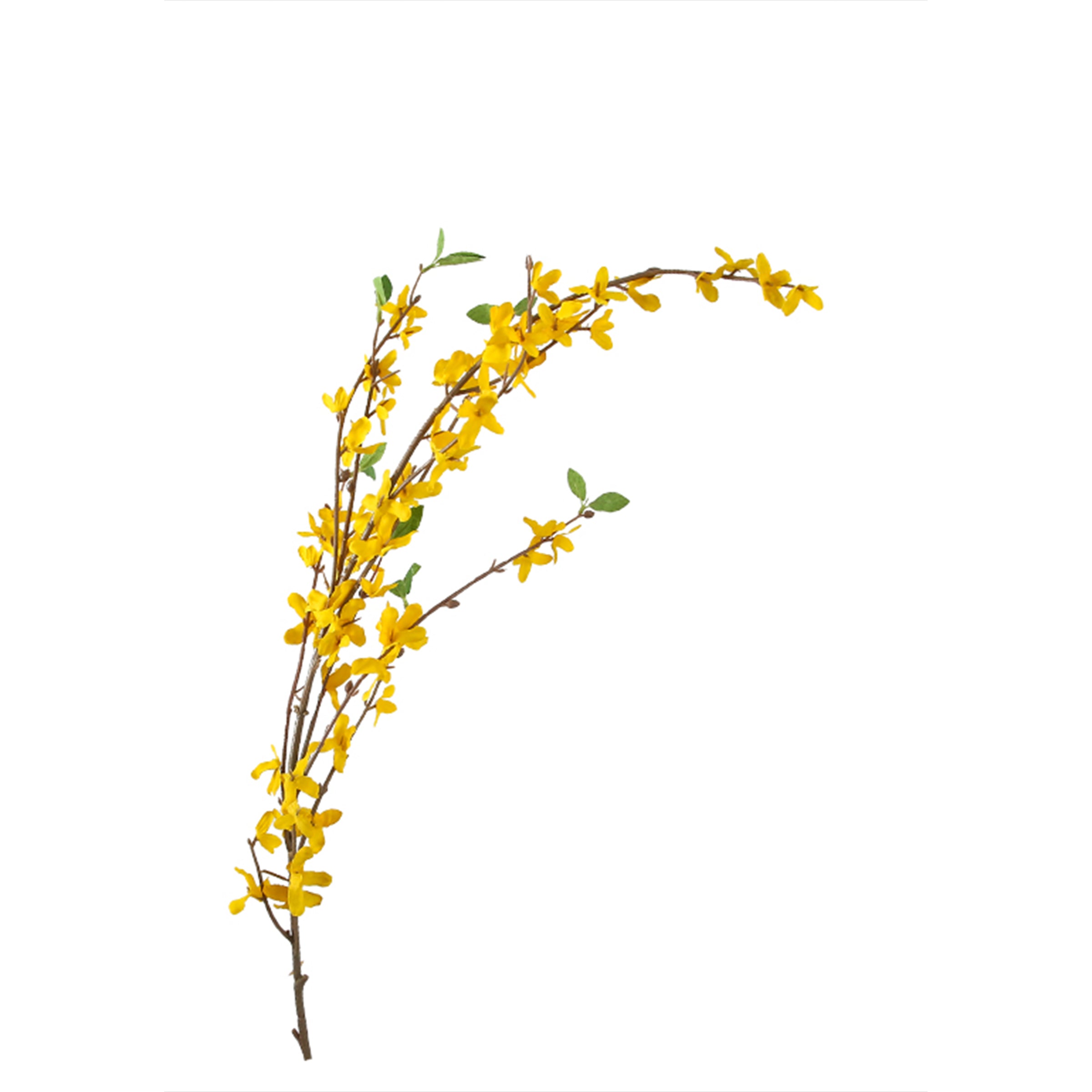 Winter Jasmine - Yellow Kd-Sp19625