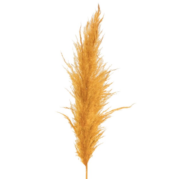 Dried Aspen Gold Pampas Grass， 6 Pieces Per Pack. It Includes Two Stems With Medium Plumes That Range From 3