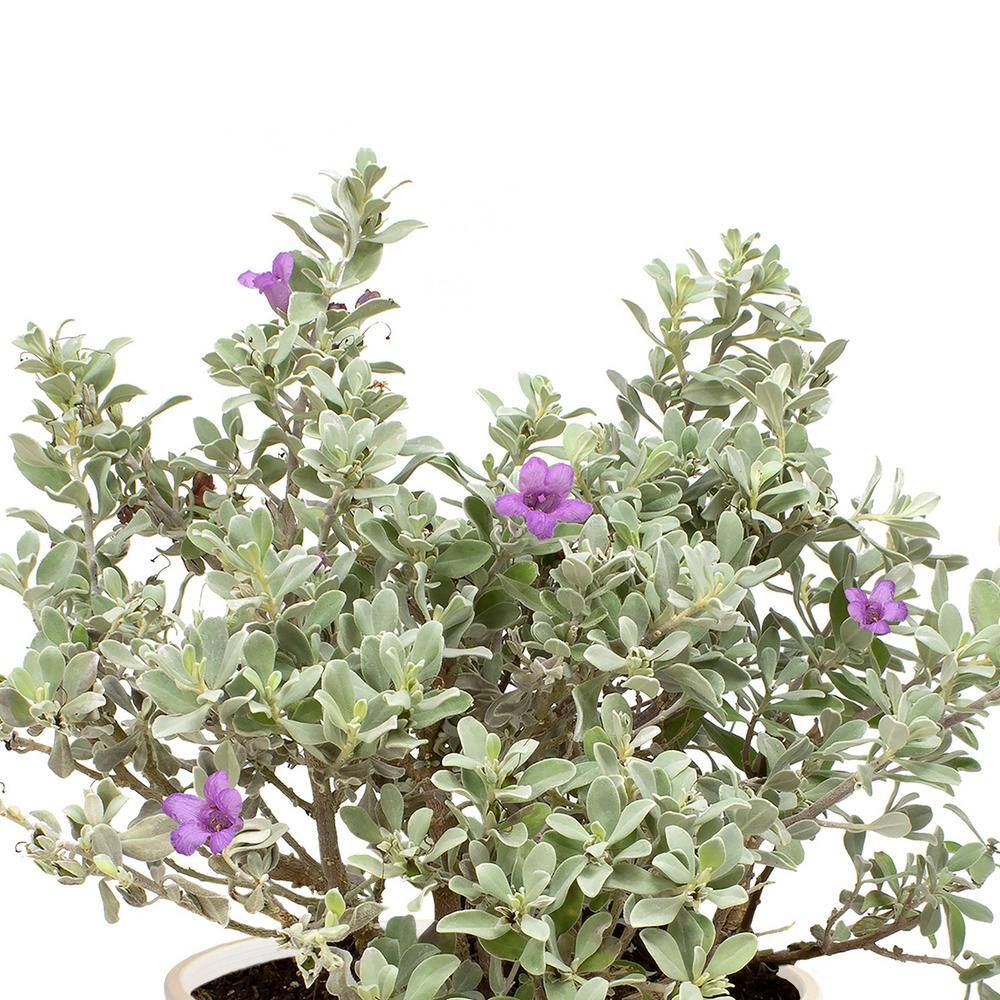 ALTMAN PLANTS 1 Gal. Leucophyllum Silverado Sage Color Plant 0881287