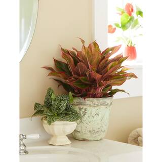 Costa Farms Aglaonema Creta Indoor Plant in 6 in. Grower Pot Avg. Shipping Height 1-2 ft. Tall 6AGCRETA