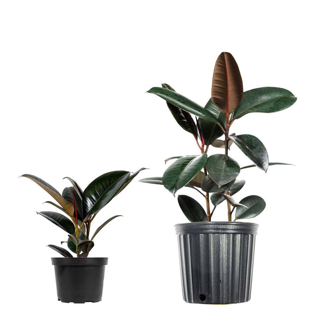 Perfect Plants Rubber Plant Burgundy Ficus Elastica Plant in 6 in. Growers Pot THD00483