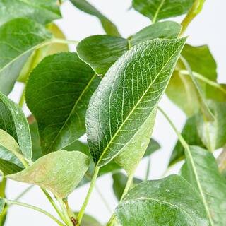 Perfect Plants 5 Gal. Shinseiki Asian Pear Tree (2-Pack) THD00127