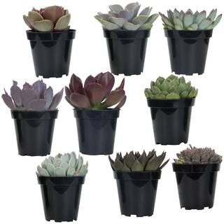 SMART PLANET 3.5 in. Echeveria Collection (9 PK) 0883240