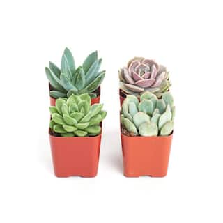 Shop Succulents 2 in. Rosette Succulent (Collection of 4) R4