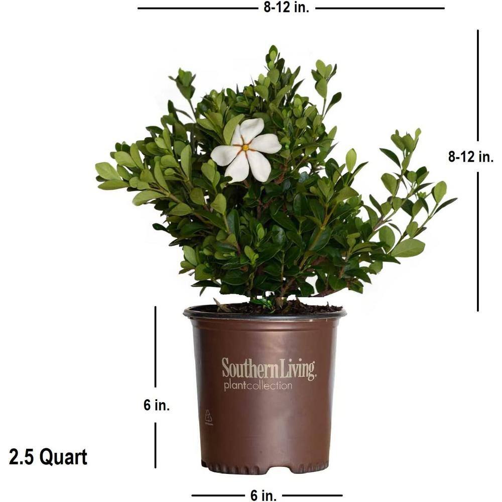 SOUTHERN LIVING 2.5 Qt. Scentamazing Gardenia - Live Evergreen Shrub with White Fragrant Blooms 2102Q