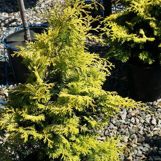 Spring Hill Nurseries 2.25 Gal. Pot Hinoki Gold Fernspray Cypress Live Potted Evergreen Shrub (1-Pack) 91656
