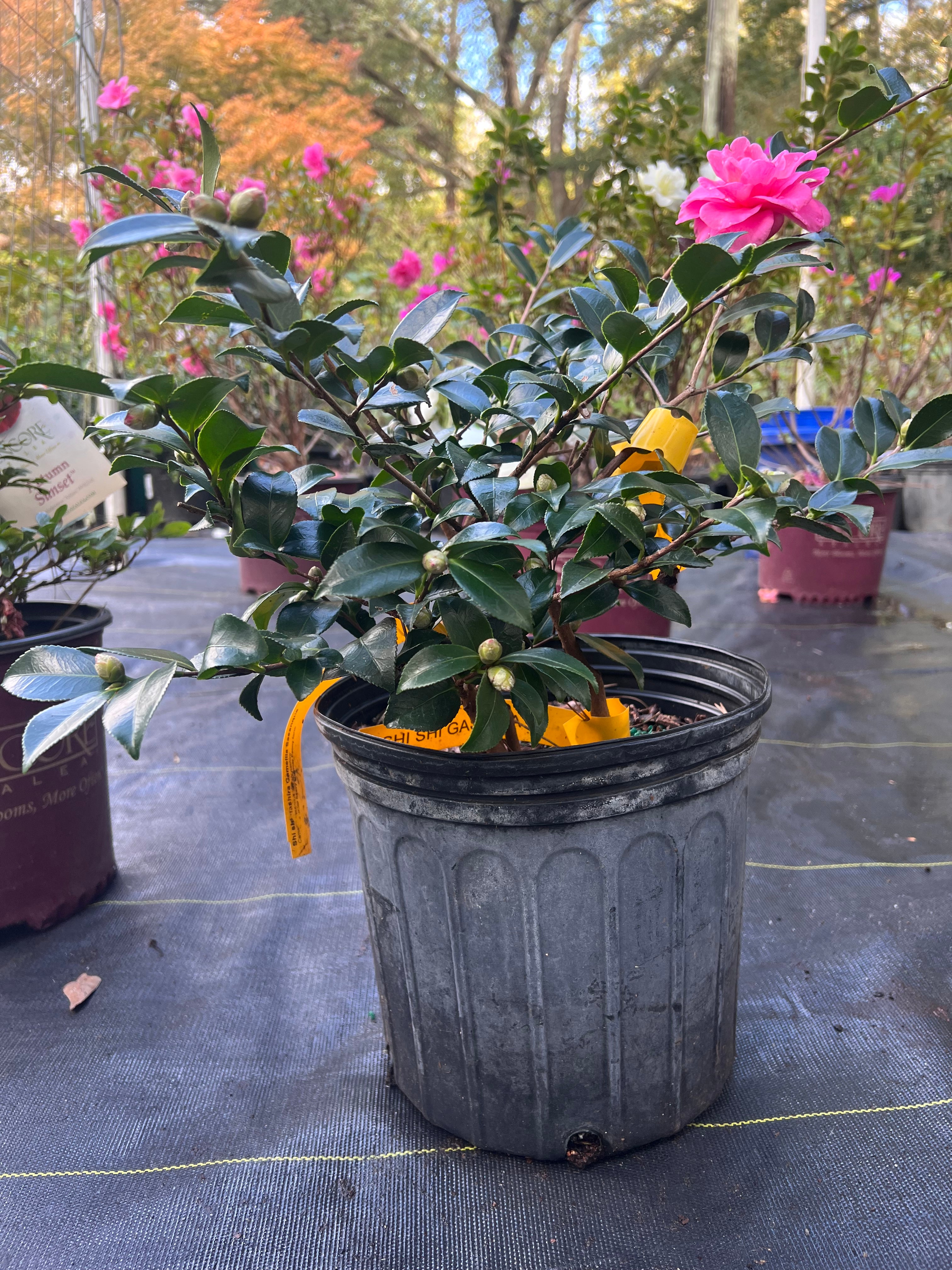 Shishi Gashira Dwarf Camellia Sasanqua