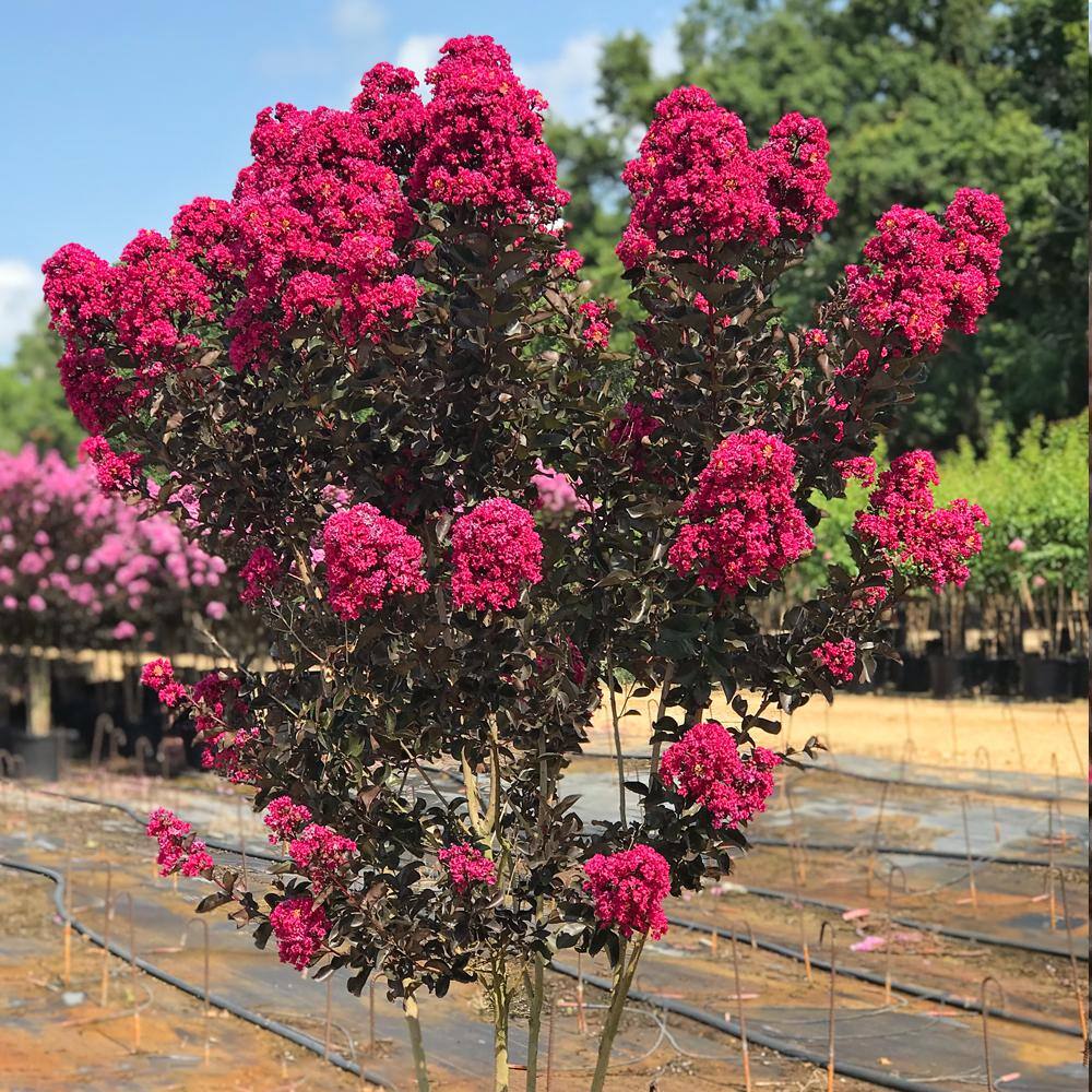 BLACK DIAMOND 3 Gal. Mystic Magenta Crape Myrtle Tree CRMBMM03G