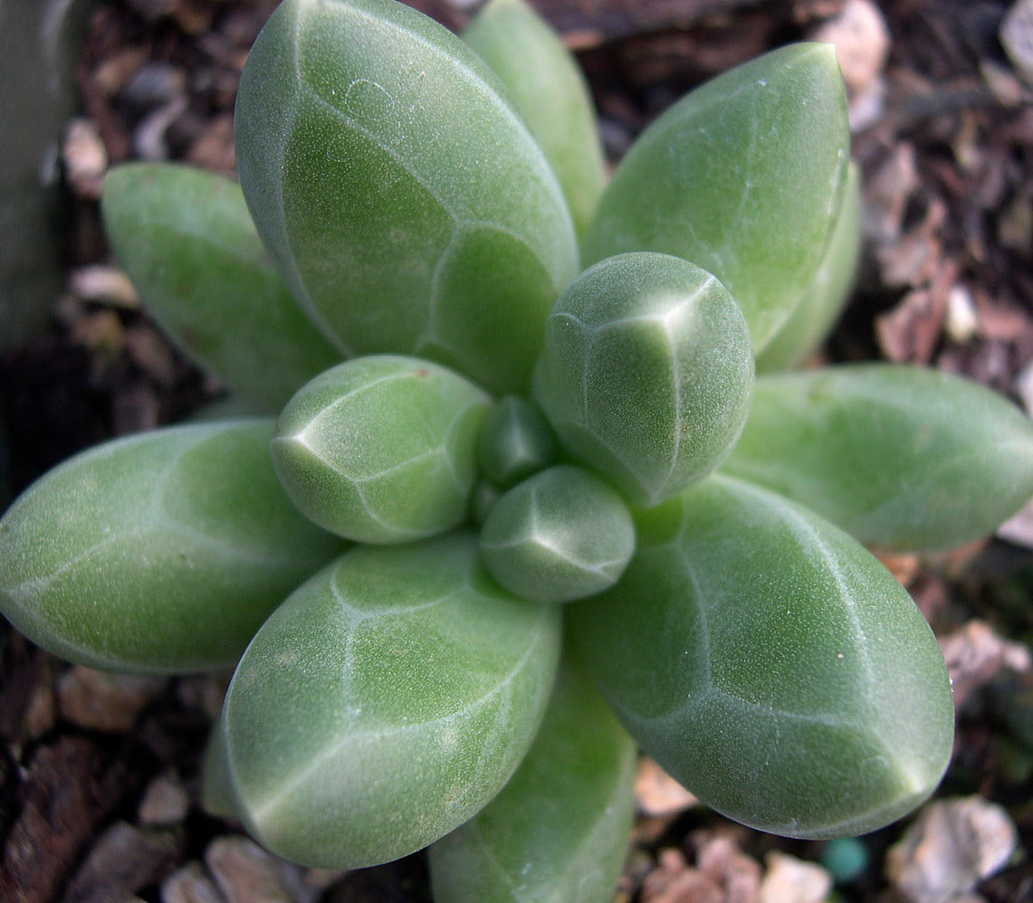 Little Jewel Desert Rose Succulent Plant - Pachyphytum compactum - 2.5