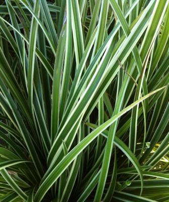 Classy Groundcovers - Collection #1 of Variegated Plants for Shade that Deer Avoid: 25 Lirope muscari 'Variegata'， 25 Carex morrowii 'Ice Dance'， 25 Ajuga reptans 'Burgundy Glow'