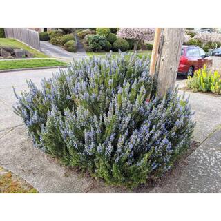 1 gal Tuscan Blue Rosemary Shrub (2-Pack) SBRM001