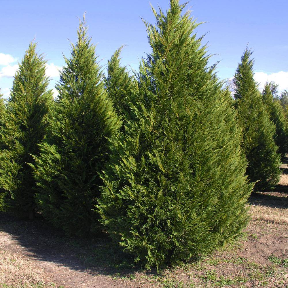 1 Gal. Leyland Cypress Evergreen Tree CYPLEY01G