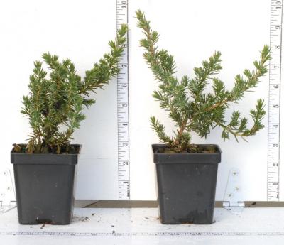 Classy Groundcovers - Blue Pacific Shore Juniper  {25 Pots - 3 1/2 inch Square}