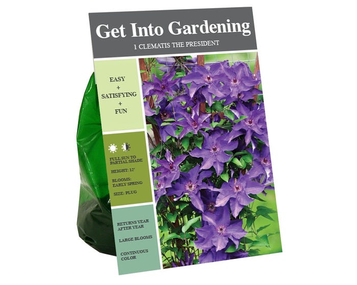 Van Zyverden Inc. Clematis President 01725