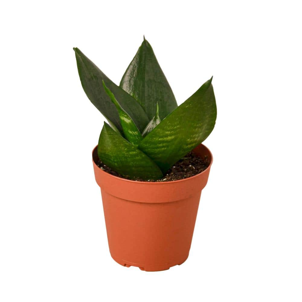 Snake Plant Jade (Sansevieria Hahnii) Plant in 4 in. Grower Pot 4_SNAKE_JADE.STAR