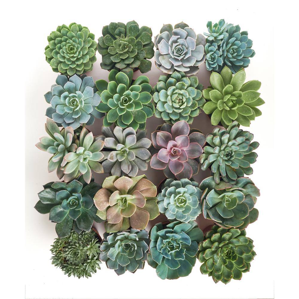 Shop Succulents 4 in. Rosette Succulent Collection Succulent (Collection of 40) R4-40