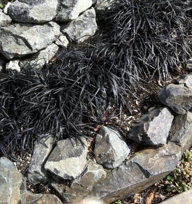 Classy Groundcovers - Ophiopogon planiscapus 'Arabicus'  {25 Pots - 3 1/2 inch Square}