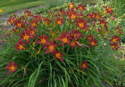 Classy Groundcovers - Hemerocallis 'Autumn Red'  {25 Bare Root Plants}