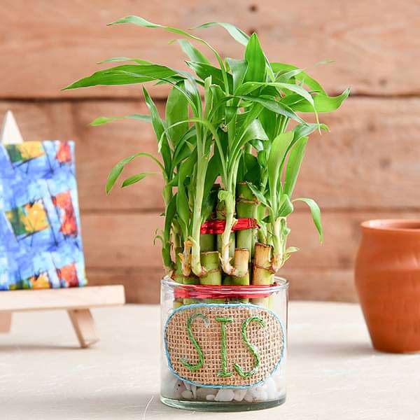 2 Layer Lucky Bamboo for Pretty Sister