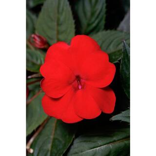 SunPatiens 6 in. Compact Deep Red SunPatiens Impatiens Outdoor Annual Live Plant with Red Flowers (4-Pack) VSNPAT6RED4PK