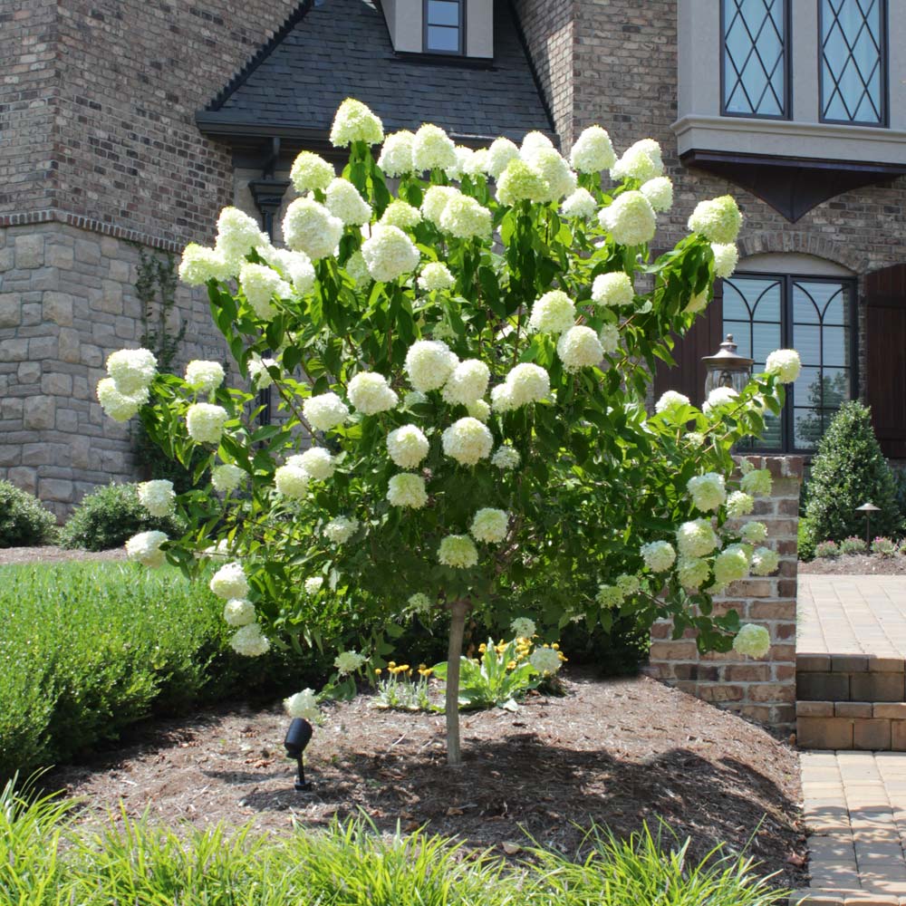 Limelight Hydrangea Tree