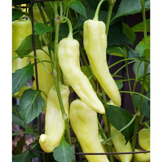 Bonnie Plants 11.8 oz. Pepper-Banana Sweet 2400