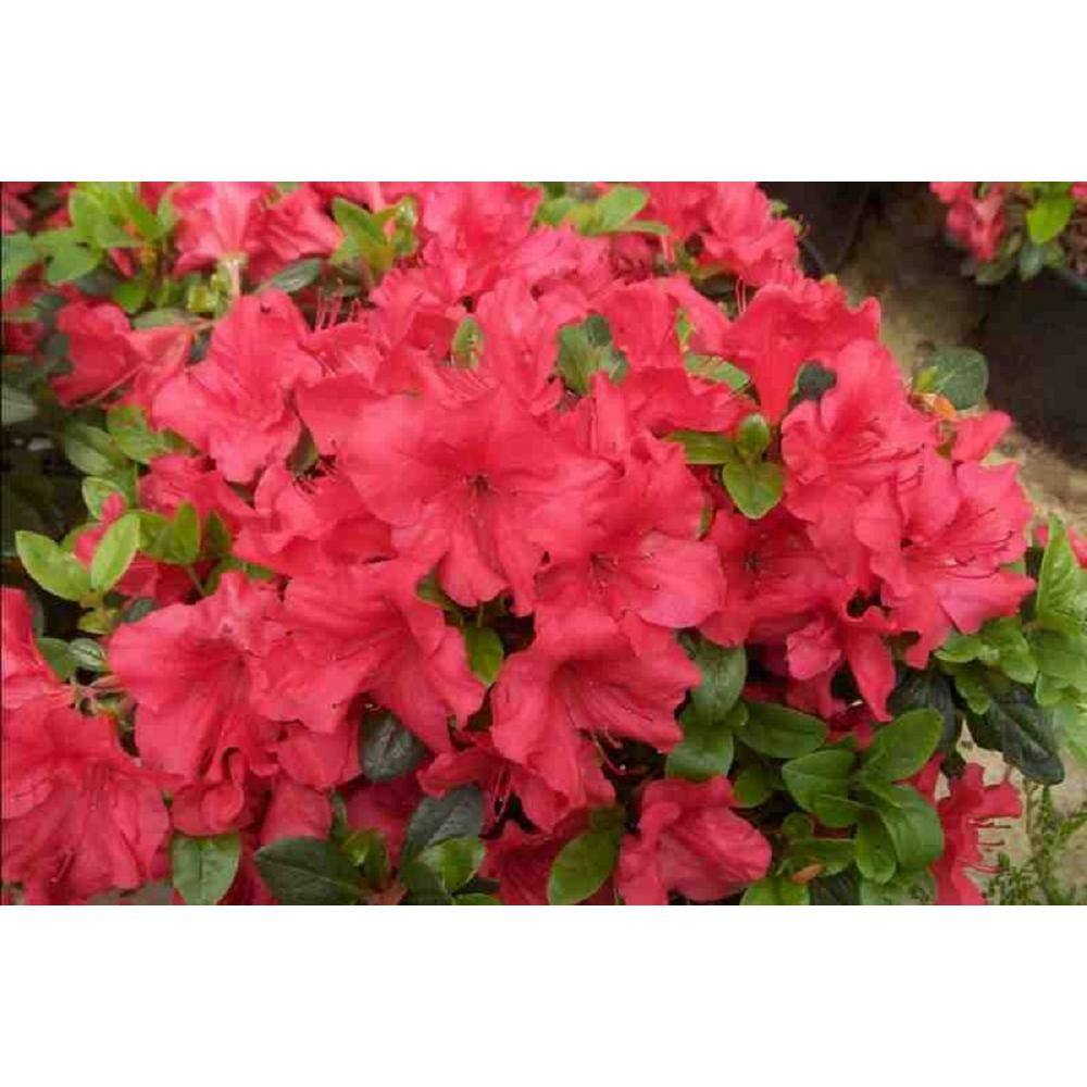 BELL NURSERY 1 Gal. Azalea Johanna Live Flowering Evergreen Shrub Red Flowers AZLEA1JOH1PK