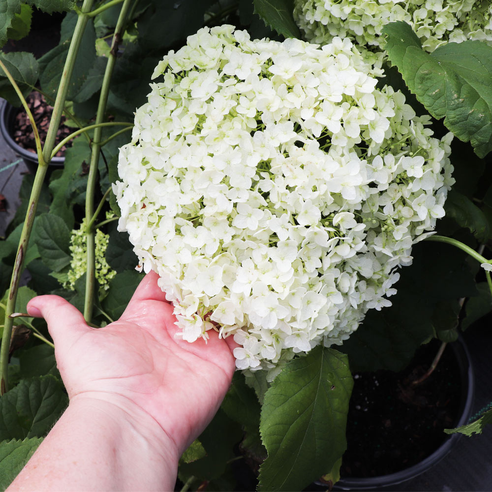 Annabelle Hydrangea Shrub